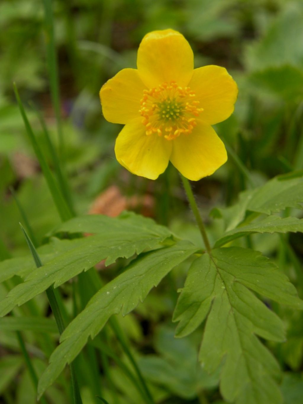 Anemonoides ranunculoides